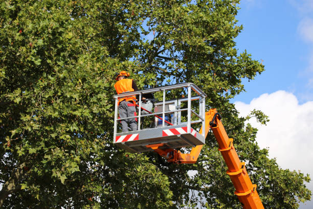 Trusted Pacific Grove, CA Tree Removal and Landscaping Services Experts